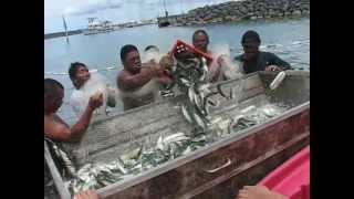 Guam USA Catching Atulailocal fish [upl. by Klara]