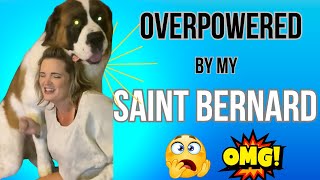 Funny Dog Video  Big Saint Bernard BEFORE Getting Fixed 😲 [upl. by Erl562]