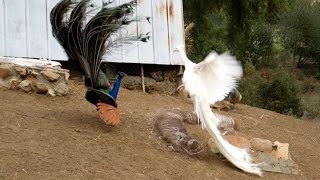 Leucistic VS Wild Type Indian Peacock Joust [upl. by Naejamron931]