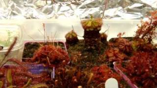 Feeding Medium or Large Sundews  Speeding up the Growth of your Drosera [upl. by Aihtnyc722]