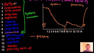 Blood pressure area and velocity graph blood circulation review  MCAT [upl. by Nylassej853]