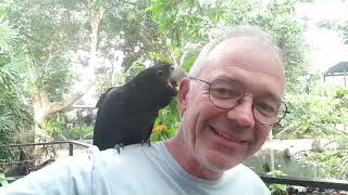 Friendly Redtailed black cockatoo at the Wildlife Habitat Port Douglas [upl. by Christabel]