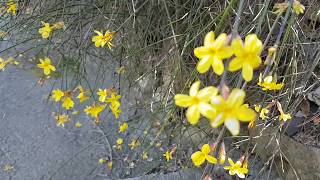 Зимний жасмин цветение Природа Цветы Winter Jasmine Oleaceae Flowers Relaxing Video 봄의 꽃 자연 [upl. by Bonaparte]