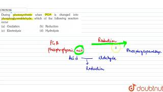 During photosynthesis when PGA is changed into phosphoglyceraldehyde which of the [upl. by Glynn701]