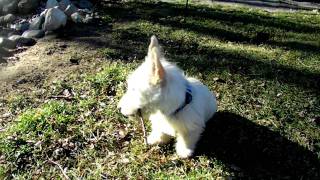 Wheaten Scottish Terrier Puppies [upl. by Fan186]