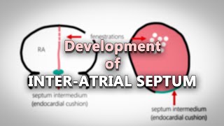 Interatrial septum development  Embryology made easy [upl. by Tchao]