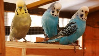 Over 2 Hours of Budgies Playing Singing and Talking in their Aviary [upl. by Ylak]