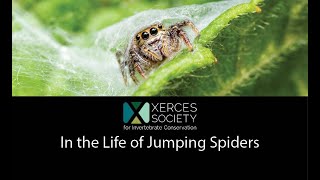 In the Life of Jumping Spiders [upl. by Teodor]