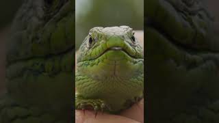 ⚠️EL INVIERNO EN LOS REPTILES❄️🦎 zoologia curiosidades curiosamente herpetologia fauna [upl. by Phaedra]