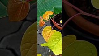 Cercis canadensis Eternal Flame [upl. by Barker597]