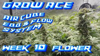 GROW ACE AIR CUBE EBB amp FLOW SYSTEM WEEK 10 FLOWER  SPIDER FARMER SE5000 LED GROW LIGHT  4x4 TENT [upl. by Girardi]