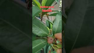 Sapodillasabedahandpollination ytubeshorts garden gardening subscribe likecomment [upl. by Enneirda]