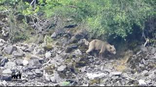 Escena emocionante OSA CLARITA y otro OSO disfrutando avellanas Ursus arctos [upl. by Nirehtak]