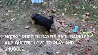 Morkie Puppies Playing SD 480p [upl. by Atworth]