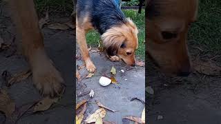 Tierschutzhund bekommt ein Frühstücksei [upl. by Swayder]