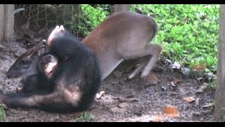 Baby chimp fights duiker [upl. by Margery]