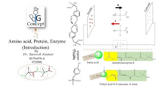 Amino acid Protein Enzyme Introductionthebigconceptpgtopics6291 [upl. by Ynnep]