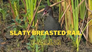 Slaty breasted Rail  calling [upl. by Candi926]