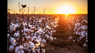 CCR  Cotton Fields with lyrics  Creedence Clearwater Revival  John Fogherty  Music amp Lyrics [upl. by Postman]