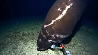 Pacific Sleeper Shark 🦈 at 1400m in the Tonga Trench [upl. by Slaohcin]