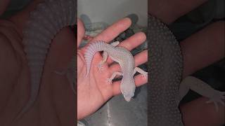 MYSTERY geckos are BACK  geekygeckocreationscom 🥳🦎 [upl. by Roselane764]