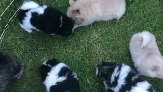 20 Portland Pomskies puppies playing in the grass [upl. by Keraj]