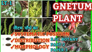 GNETUM Systematic Position distribution amp MorphologyBSc Part2 Botany Lt1brabihar University [upl. by Glynda34]