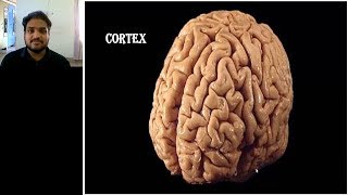 NEUROLOGY PRACTICAL ORIENTED THEORY DISCUSSION FOR MBBS STUDENTS CORTEXVIDEO 2 [upl. by Oihsoy]