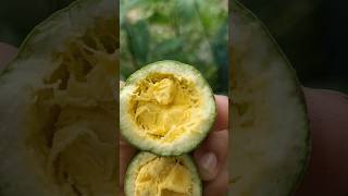 cutting pointed gourd  Vegetable fruit pointed gourd farming shorts vairalshorts fruit farming [upl. by Talie864]