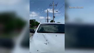 Lovebugs swarm Florida familys car [upl. by Ahsilla]