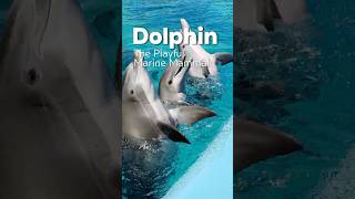 Why Dolphins Are the Oceans Clowns Fun Facts You Didnt Know dolphin animals facts [upl. by Ecahc]