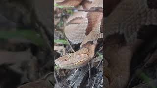 Copperhead Agkistrodon Contortrix subscribe venomous pitviper wildlife [upl. by Devad]