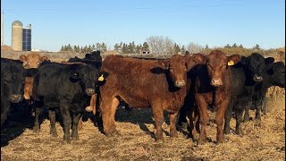 Bruce amp Judy Dickson  1057 November Grass Steers  57 Head Leslieville AB [upl. by Stafani215]