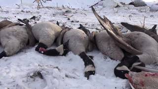 Waterfowl Hunting  Sub Zero Honkers [upl. by Luemas]