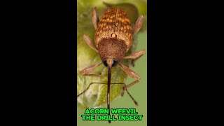 Acorn Weevil  The Drill Insect [upl. by Eibocaj978]