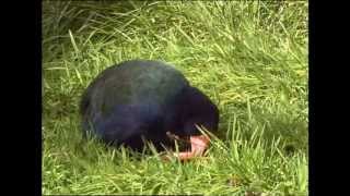 New Zealand Birds  Endangered and Extinct PART 2 [upl. by Saloma]