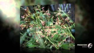 Luzula  garden plants [upl. by Mccullough]