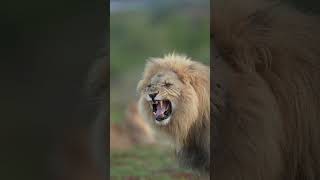 When the beast is coming africanlionsafari shortsyoutube animals lion [upl. by Anilorac]