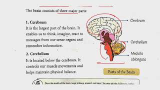 CBSEClass 3rdEVSChapter 1Knowing My BodyPart 2 [upl. by Holihs]