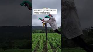 याला म्हणतात बुजगावन जनावरच काय माणसाची पण फाटली पाहिजे farming shetakari marathi [upl. by Kirtap]