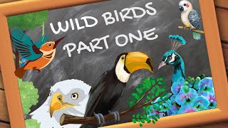 Wild Birds  Part One 1 wildbirds kidseducation [upl. by Holub610]