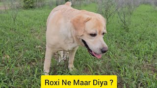 Kaalu Or Roxi  Roxi Ne Maar Diya  Life With Dogs [upl. by Kelton]