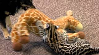 Ocelot Kitten Santos and Dog Blakely Play One on One  Cincinnati Zoo [upl. by Fitzpatrick]