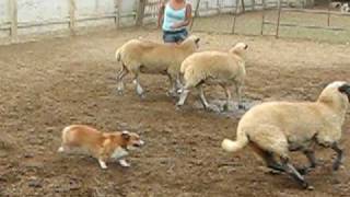 Corgi Sheep Herding [upl. by Oswal]