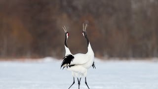 タンチョウの舞 Japanese crane [upl. by Siegfried450]