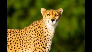 Yorkshire Wildlife Park welcomes endangered cheetahs [upl. by Pia]