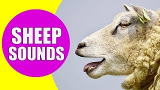 SHEEP SOUNDS FOR KIDS  Learn Baaing Bleating Yelling Screaming and Meh Sound Effects of Sheep [upl. by Ahsimak]