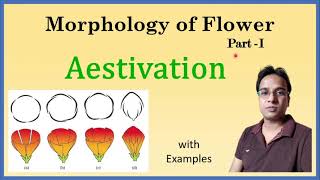 Aestivation  Morphology of Flower  Valvate  Twisted  Imbricate  Vexillary  Quincuncial [upl. by Marasco85]