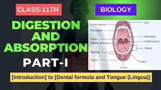 DIGESTION amp ABSORPTION CLASS11 BIOLOGY Introduction to Dental formula and Tongue Lingua [upl. by Firman153]