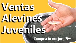 Alevines Juveniles de Tilapia 💧Cría de Calidad de Nuestra Famosa Granja [upl. by Forrer]